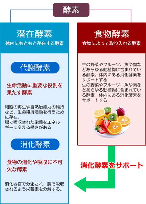 酵素生活とは 日本酵素マイスター協会｜発酵させて作る酵素ジュースやお酢と果物で作るフルーツビネガー酵素が作れる｜