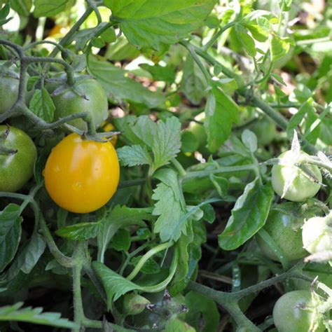 Tomate Cerise Jaune Gold Nugget