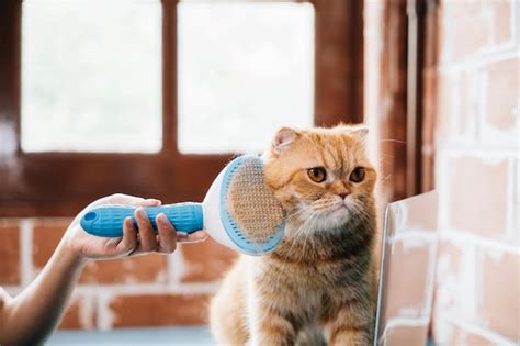 Premium Photo In A Heartwarming Moment A Woman Lovingly Brushes Her