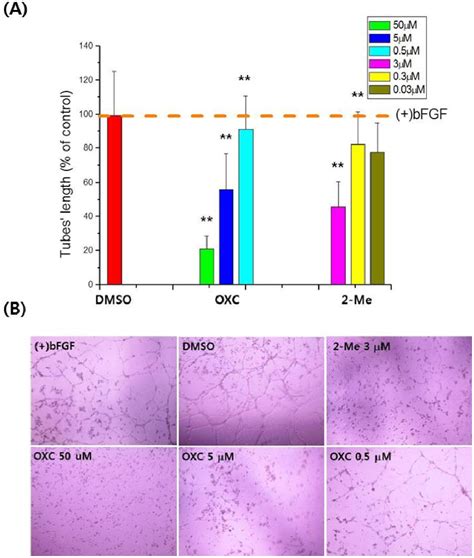 Oxyclozanide Inhibited Bfgf Induced Endothelial Cell Tube Formation