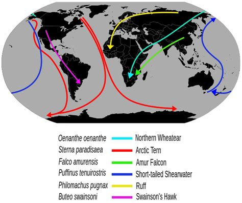 Bird Migration Wikiwand