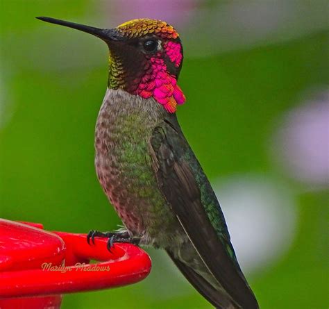 Hummingbird migration in the Spring and Fall through the United States ...