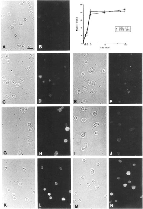 Pax 3 Is Continuously Expressed In Presence Of BDNF Or NGF After