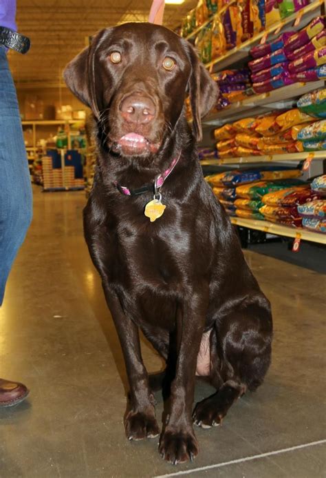 Adopt Hershey Chocolate Sweetness On Petfinder Chocolate