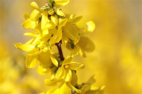 How To Grow And Care For Forsythia Easy Way To Garden