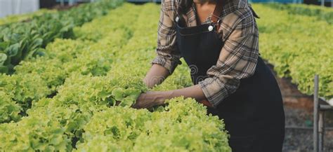 Woman Gardener Inspects Quality Of Green Oak Lettuce In Greenhouse