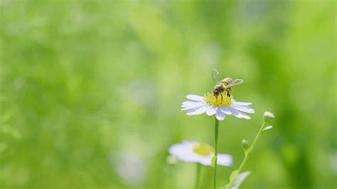 Slow Motion Close Honey Bee Flying Stock Footage Video (100% Royalty ...