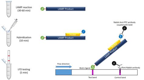 LAMP Combined With Lateral Flow Assay LFA The LAMP Reaction Is