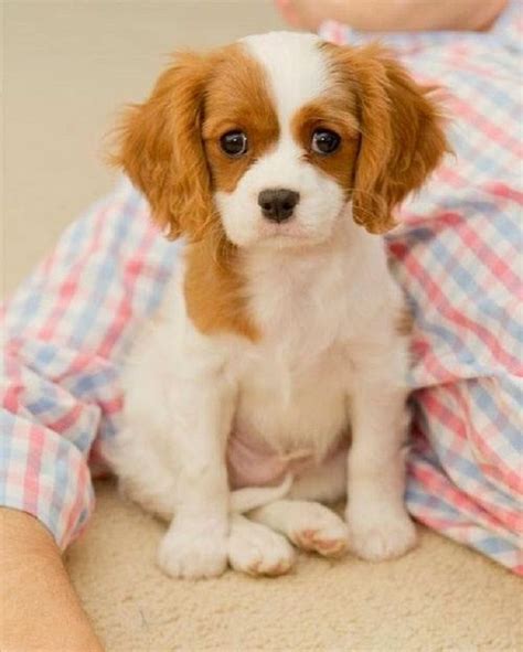 Best Small Dog Breeds For Kids – Kids Matttroy