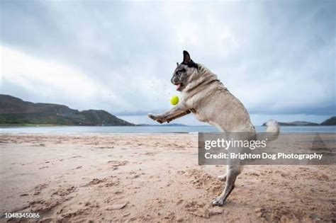 Pug Dog Jumping Photos And Premium High Res Pictures Getty Images