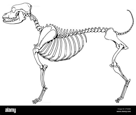 Esqueleto de perro fotografías e imágenes de alta resolución Alamy