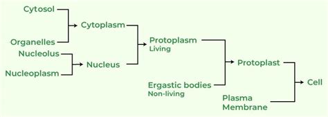 Protoplasm - Components, Structure, and Functions