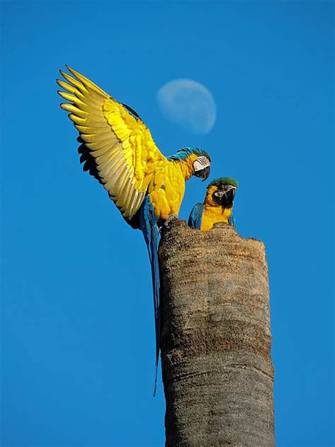 arara-canindé (Ara ararauna) | WikiAves - A Enciclopédia das Aves do Brasil