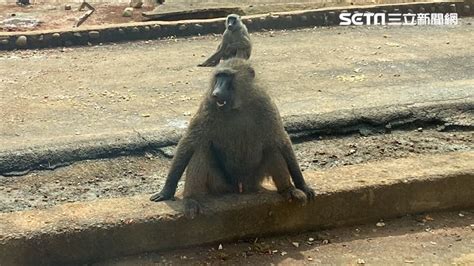 多位專家同勘村狒狒飼養場域 林務局：桃市府可向六福村求償 社會 三立新聞網 Setncom