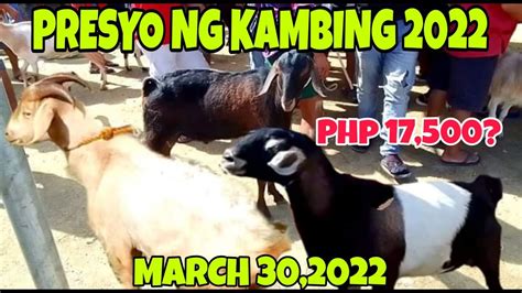 PRESYO NG KAMBING 2022 MARCH 30 2022 MANTALONGON BARILI CEBU YouTube