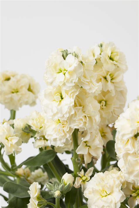 Matthiola (Stock) Baby High Duble Cream | MIYOSHi&CO.,LTD.