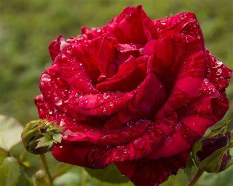 Купить Роза Чайно-Гибридная «Red Intuition» (Ред Интуишн) с доставкой ...