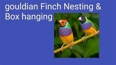 Gouldian Finch Nesting Box Hanging Finch Lady Gouldian Finch Youtube