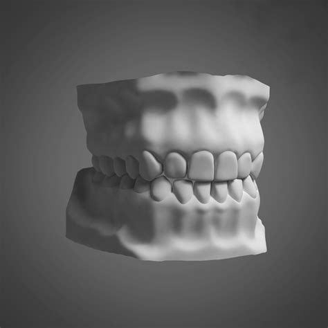 Человеческие зубы 3D Модель $20 - .obj .max .fbx - Free3D