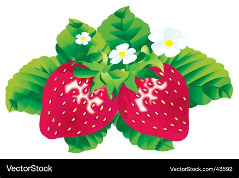 Strawberries Royalty Free Vector Image Vectorstock