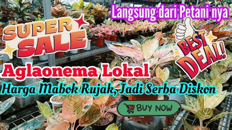 Aglaonema Lokal Langsung Dari Petaninya Harga Suka Suka Owner Size