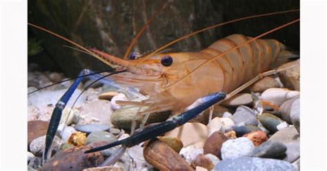 World’s oldest and largest species in decline: IUCN