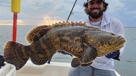 Baby Goliath Grouper