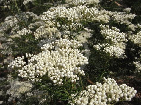 Ozothamnus Diosmifolius Pill Flower Ball Everlasting Sago Flower