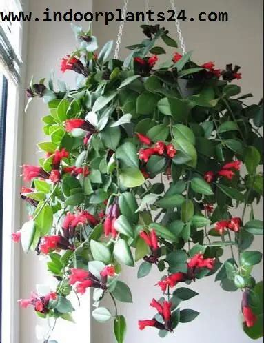 Aeschynanthus lobbianus Gesneriaceae Plants Care Propagation 2016 ...