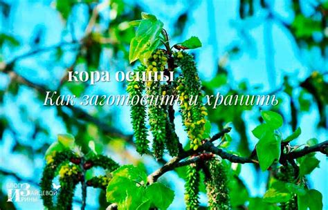 Кора осины. Лечебные свойства и противопоказания