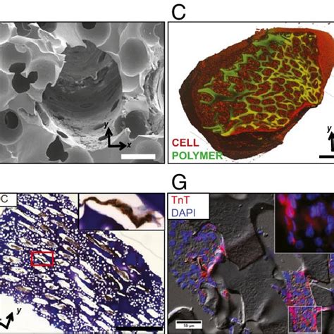 Acellular Scaffolds Implanted In The Nude Rat Myocardium For Wk A