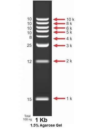 G248 1kb Plus Opti DNA Marker 49 OFF Pinnaxis