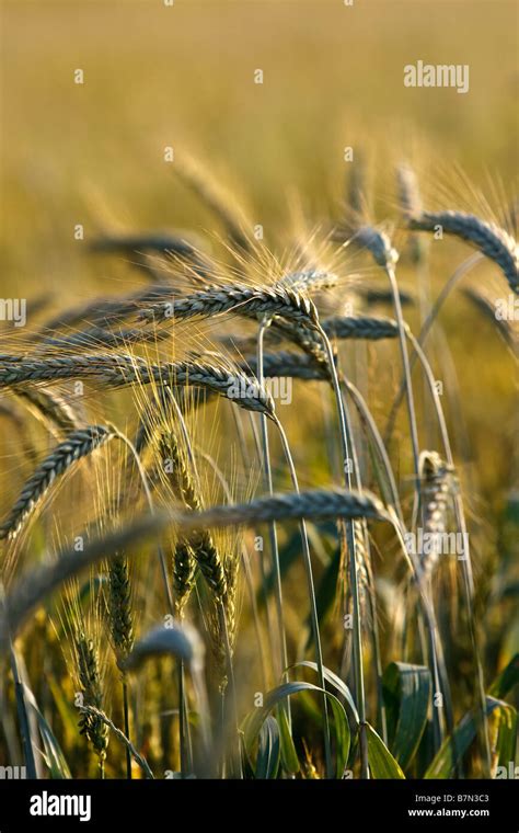 Wheat Field Triticum Stock Photo Alamy