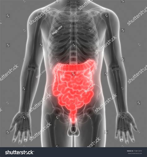 Ilustrasi Stok Human Digestive System Anatomy Large Small