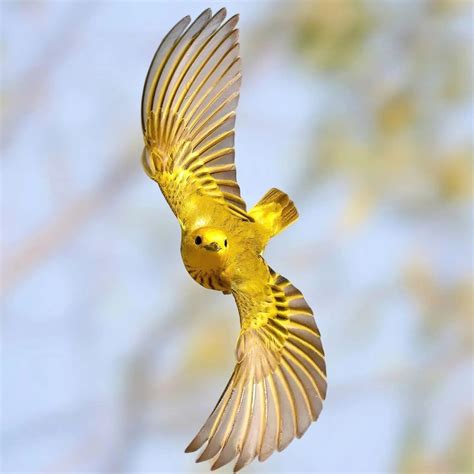 Yellow Warbler