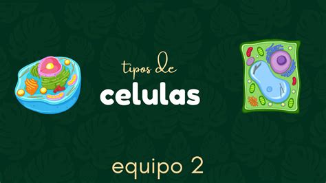 Solution Tipos De C Lulas Studypool