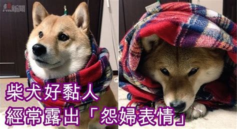 【多趣圖】柴犬好黏人 主人倒垃圾竟露出「怨婦表情」 壹時 Yesnews