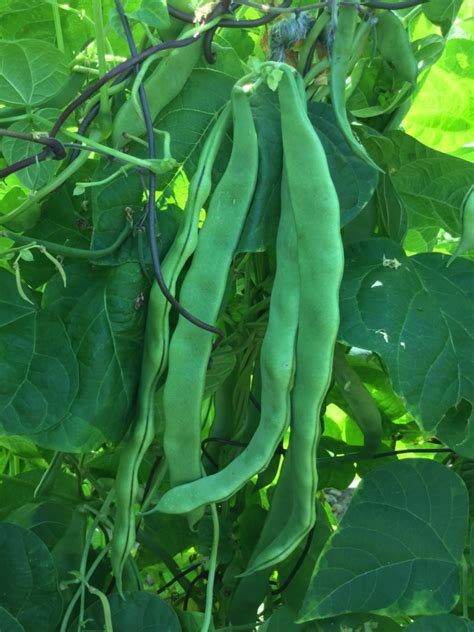 Northeaster Organic Pole Bean Fedco Seeds