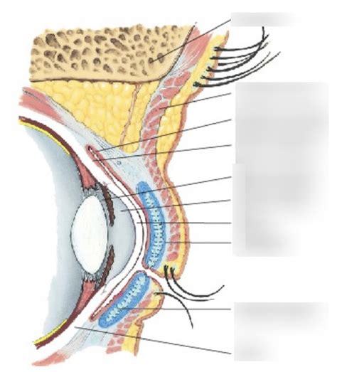 Eyes Diagram Diagram Quizlet