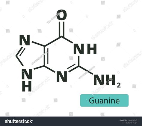 Guanine Molecular Skeletal Chemical Formula On Stock Vector Royalty Free 2306410145 Shutterstock