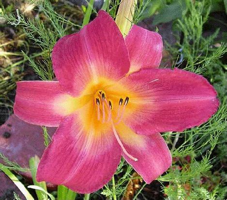 Daylily Cherry Cheeks Beautiful Tetraploid Flower