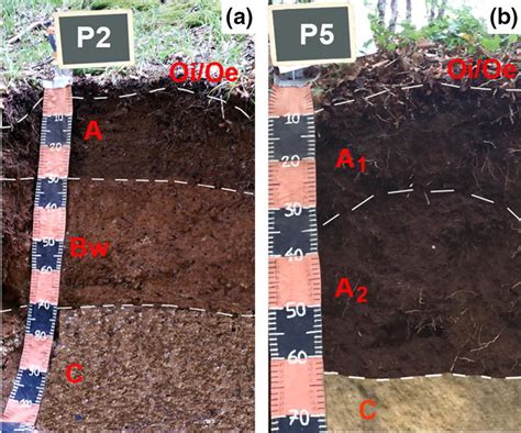 Two Representative Soil Profiles Studied Along Soil Catena The Soil