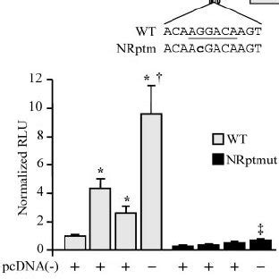 Pgc Activates Pdk Gene Transcription Through A Nuclear Receptor