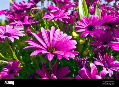 Purple Osteopermum African Daisies Close Up Stock Photo Alamy