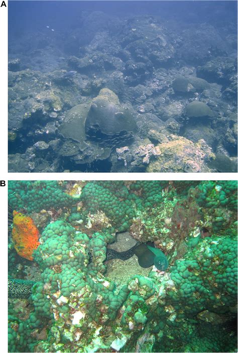 Frontiers Coral Reefs In The Gulf Of Mexico Large Marine Ecosystem