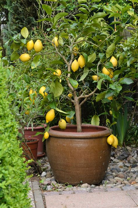 10 fruit trees you can grow in pots to elevate even tiny outdoor spaces so they feel like the ...