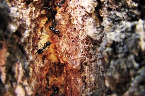 How To Get Rid Of Carpenter Ants In A Tree Hassle Free