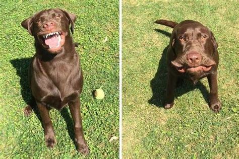 It's not just a sneeze!! Dog... - Breton Veterinary Hospital