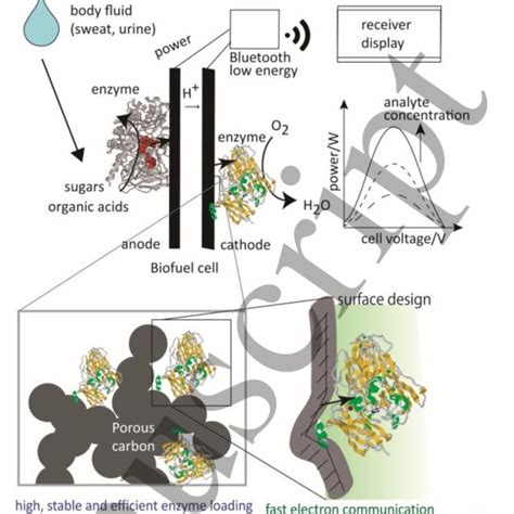 Schematic Showing The Power Generation Principle Of Biofuel Cells Bfcs Download Scientific