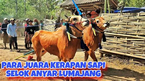 PARA PEMENANG LOMBA KERAPAN SAPI SELOK ANYAR LUMAJANG 2023 YouTube